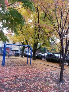 Fall foliage in the city