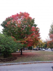 Fall foliage in the city